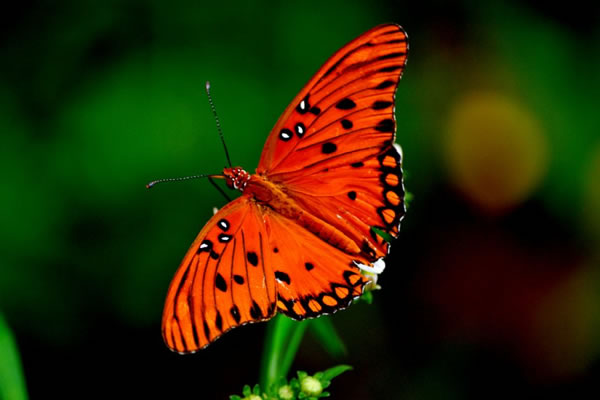 Butterfly photo in 4k