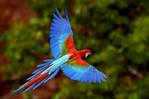 Photo of a parrot flying in 4k