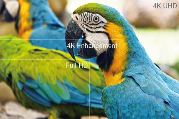 A picture of a parrot in 4k