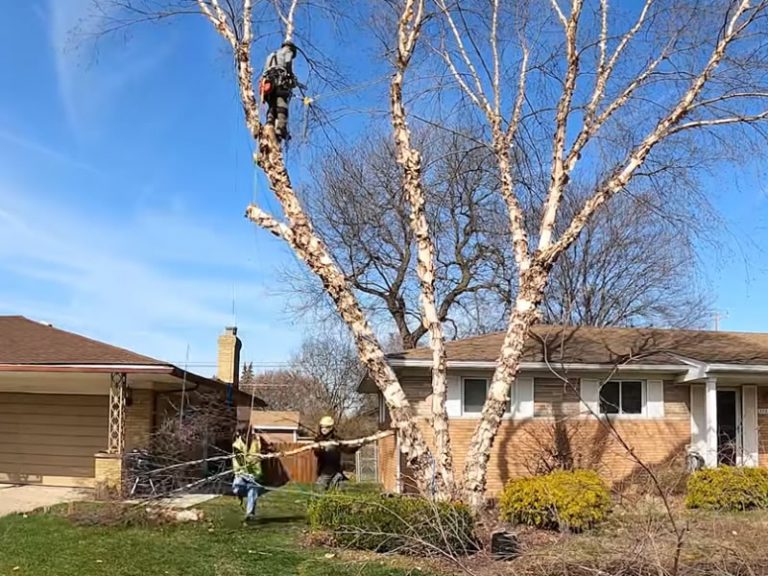 Tree Removal Videography